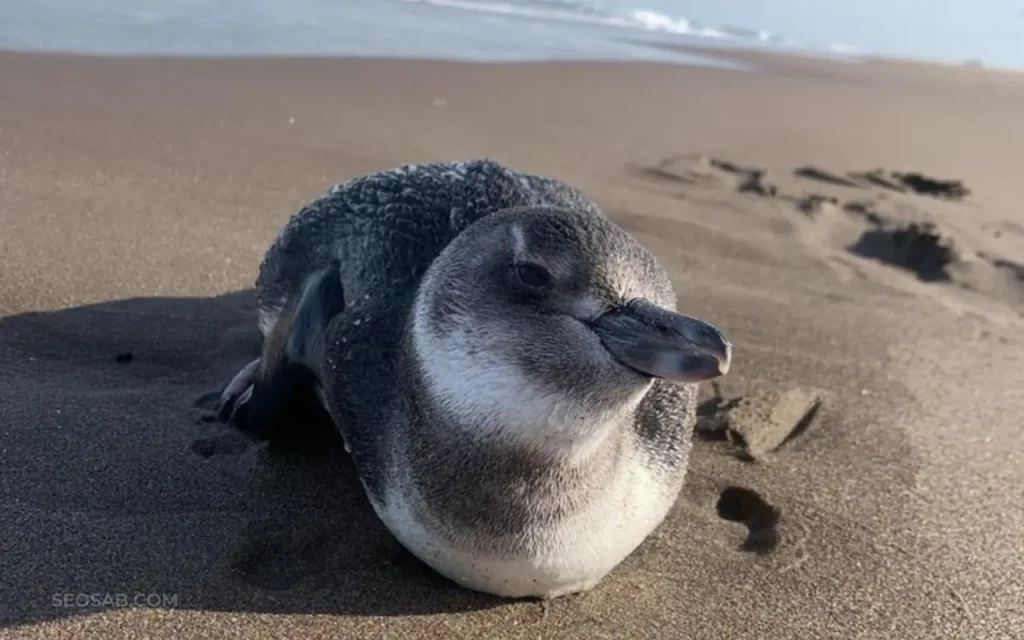 Pinguino en Reta