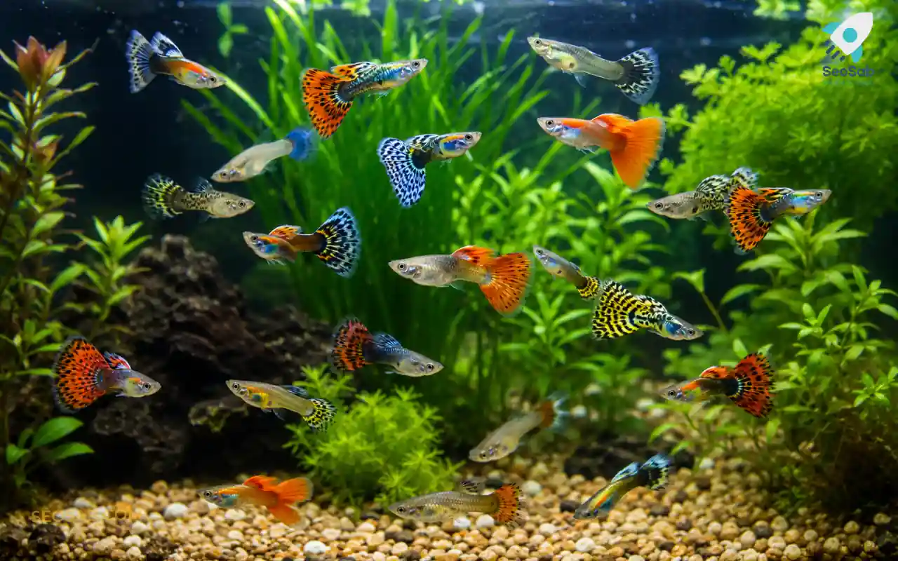 Pez guppy