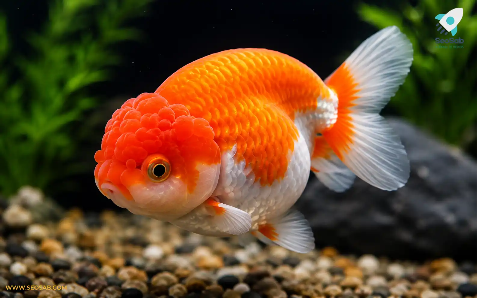 tipos de goldfish