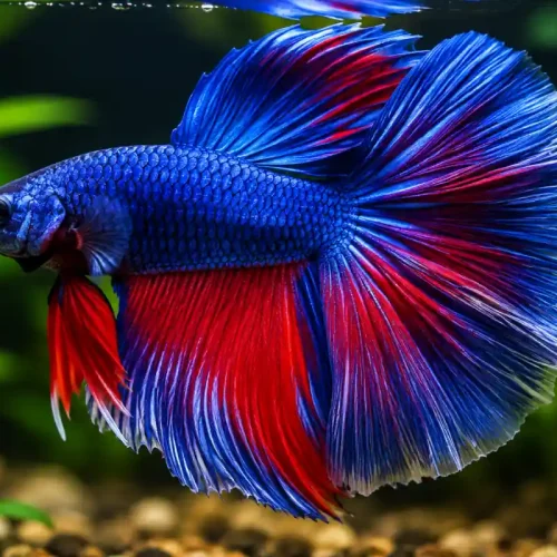 Pez betta
