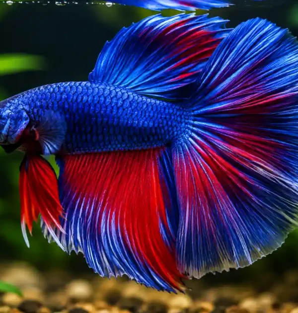 Pez betta