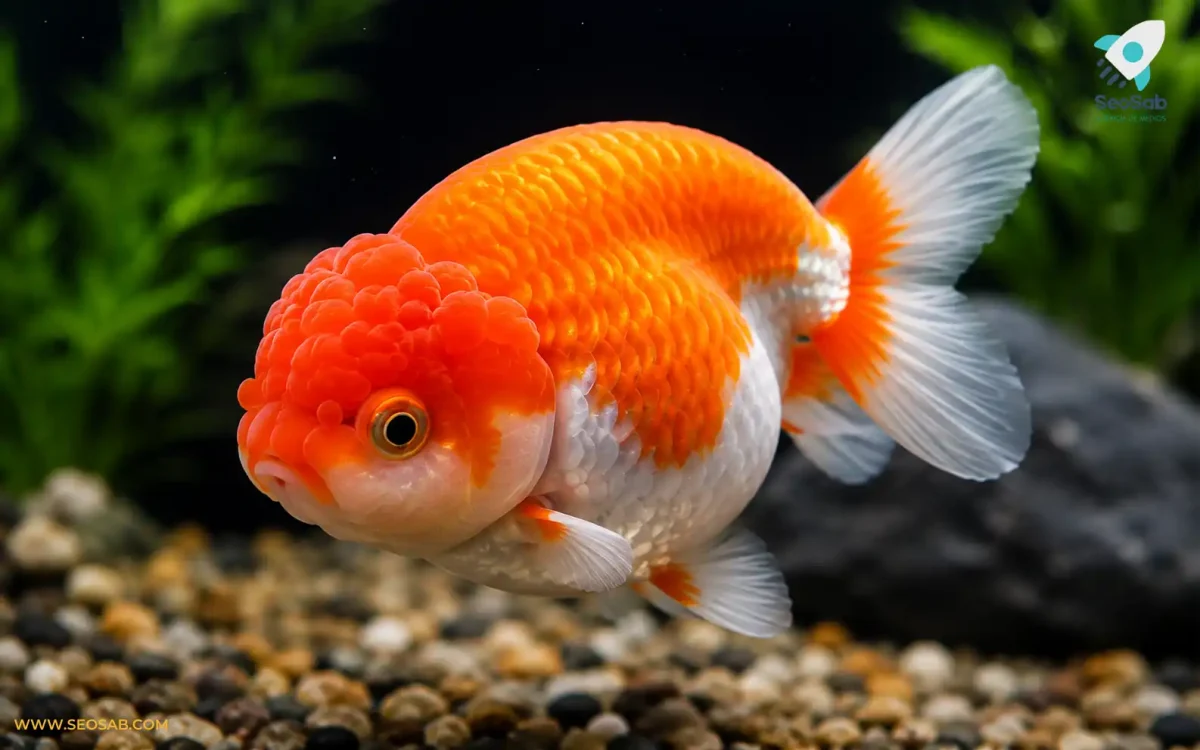 tipos de goldfish